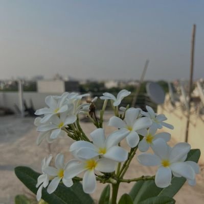 abhi18789's profile picture. Proud Indian