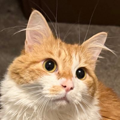 AlegriaKK's profile picture. he/him