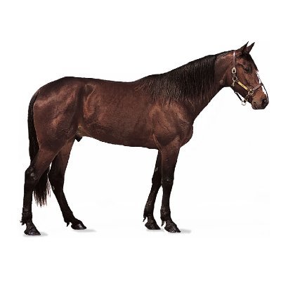 cavalo Profile