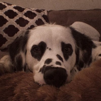 🇧🇷|Sam Rocket League Player 🗽🍸
and Streamer
DISCORD: https://t.co/xCRDNzrqkU