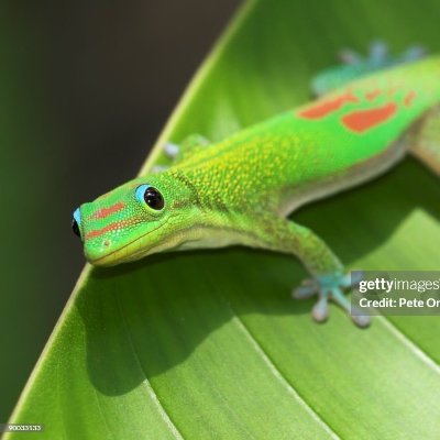 Doge gecko Profile