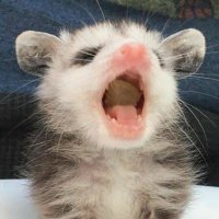 Jade! ๑ᴖ◡ᴖ๑ (@distantheadspc) 's Twitter Profile
