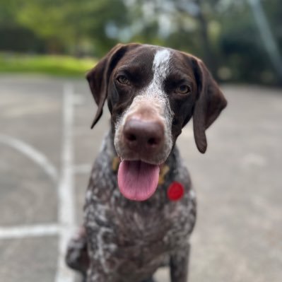 Just my thoughts and opinions as a beautiful dog 🐕