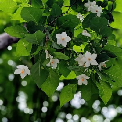 siki08188956882's profile picture. 