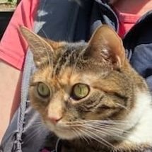 🐈🦋🚗 🎹 Love Cats, Mariah, maple syrup, cheesecake & cars. Learning piano again❤️ #prochoice #trumpisapedo #netenyahuisawarcriminal #putinisawarcriminal