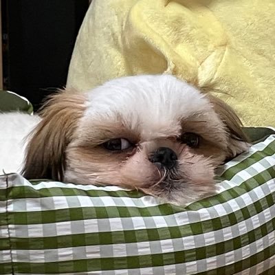 pompommaguro's profile picture. ぽーむぽーむぽむまぐろのこ