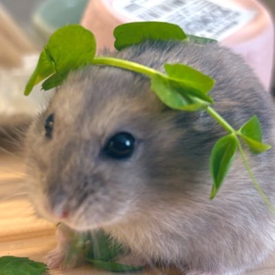 生き物が大好き⭐️ハムスター🐹犬🐶猫🐈⬛うさぎ🐰モルモット✨フェレット✨インコ🦜アクアリウム🐠観葉植物🪴映画鑑賞🍿アニメ🍩シナモン🍭ポムポムプリン🍮シルバニアファミリー🍯無言フォロー大歓迎🍬気軽に話しかけてください₍ ᐢ⸝⸝•ᴗ•⸝⸝ᐢ ₎