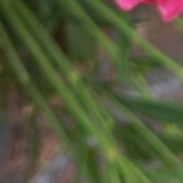 2010Jovin's profile picture. Every dog has a day