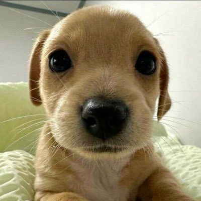 addieisnotalive's profile picture. addie’s precious little life 🍀 my pronouns are nothing dont refer to me 🔆🫚🐡 free palestine