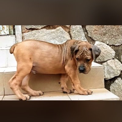 Adeaishat101's profile picture. Animal welfare and cosmetic personal care services