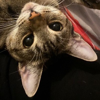 CarefulImWeird's profile picture. 