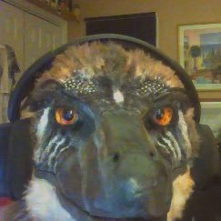casualgatarchy's profile picture. 