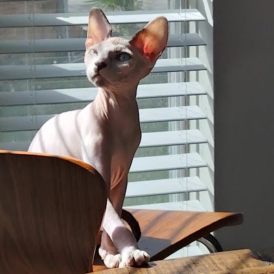 DeekDaSphynx's profile picture. Official mascot of @TCRGaming_TX | Parents @CoachDomTCG & @DiddyD0mami | Loves sushi 🍣 & Playing catch 🧶