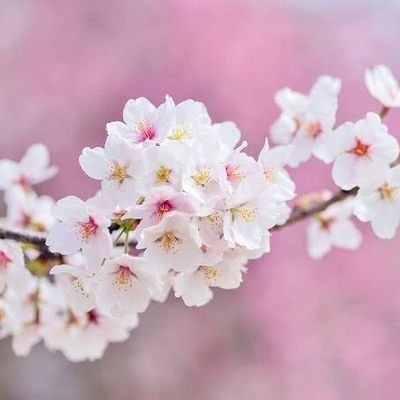 r9fzdijlJ487708's profile picture. ストレッチ好き/中島みゆきの歌好き