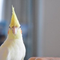 なっとまま (@mofnat) 's Twitter Profile