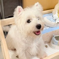 ゆかり (@yukaribe1) 's Twitter Profile