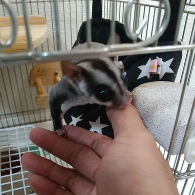 kMWncnXwNL35812's profile picture. ジャングルハンタースタッフです
よろしくお願いします😆