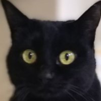 最弱投資家・黒猫 (@cxierhiqah59055) 's Twitter Profile