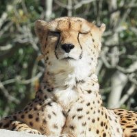 亀田かつおぶし (@kats1260) 's Twitter Profile