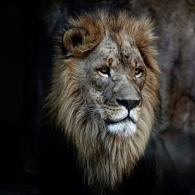 _MSAF1's profile picture. 