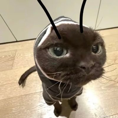 19years old 🥺🐈‍⬛🤍 Can speak Chinese, English and a little bit of Japanese and French❤️