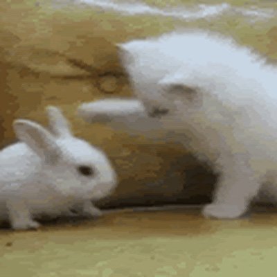 ZiaHoor97937's profile picture. 