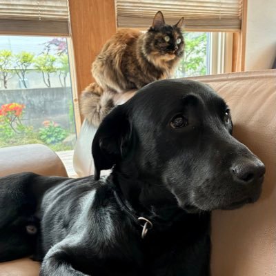 北国生活28年♬北国ライフや愛犬・愛猫との暮らし、時に好きなTV番組についてつぶやいてます。2020年、初代黒ラブメイが虹の橋を渡り🌈その後保護猫トトを、2022年に二代目黒ラブ文太を迎えました🐱犬好きさん猫好きさんと繋がりたいです★無断フォロー失礼します。