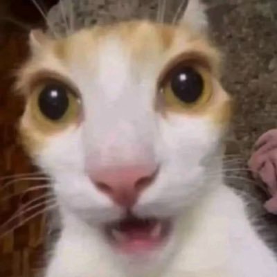 RizK_OS's profile picture. I heavily fw Mario 64 and Omega Strikers