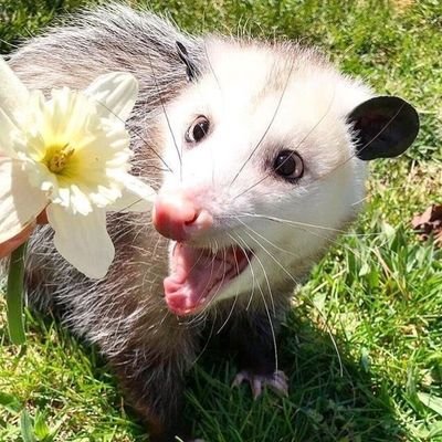 sleeqylea's profile picture. Opossums are cool, fight me 😔💔