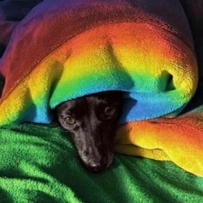 #Nonbinär #nonbinary #genderfluid und das ist gut so !! 🌈 Pronomen : einfach Toto! @dielinke 🚩#NazisaufsMaul !!!