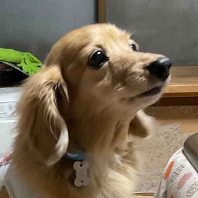 masakazuKryu's profile picture. ウマ娘LINE風画像を制作していきます 更新頻度は保証されません。無言フォロー失礼します