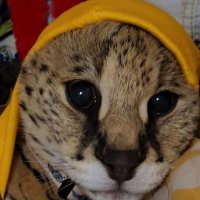Pouncer the Cat (@jeff_leibowitz) 's Twitter Profile