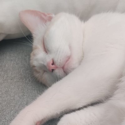 Stellanさんのプロフィール画像