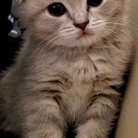Chirlitt Baconson (@mokkodilly) 's Twitter Profile