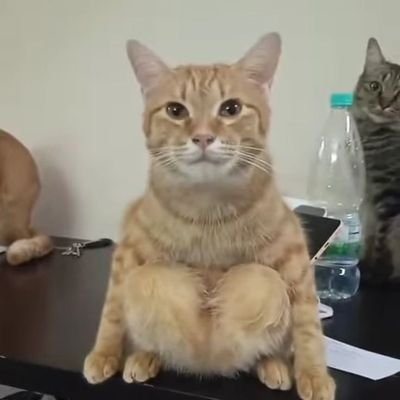 信猫皇得冻干、得罐罐、得猫条、得水牛/
早猫晚猫/猫睡时看人类/严格遵守陛下作息时间/大内总管李公公谨遵陛下圣旨发布推特/需要回关的请留言/找陛下请 問大厨小三花🐱“陛下在寢宮還是在禦膳房?”