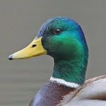PojolRain79799's profile picture. quack!