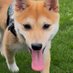 犬のどれい(柴犬もに) (@moni_shibainu) Twitter profile photo 犬のどれい(柴犬もに) (@moni_shibainu) Twitter profile photo
