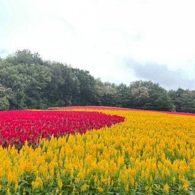 nc4s_g's profile picture. 