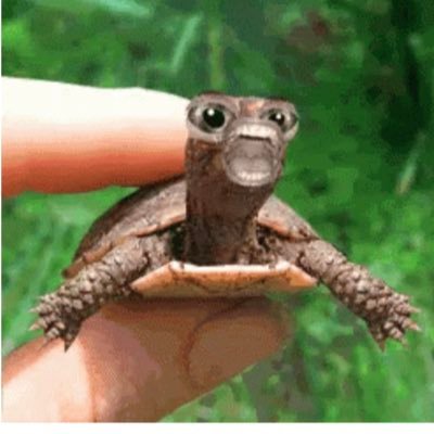 CA- TGQQgZeNRaGwoTrxnR1RpboTQQLcdXoEH3     I like Turtles TRON to the moon🌙 #10YearPlan #TRX $TRX #TRON #TRONICs #TronMemeSeason 🐢🐢🐢🐢