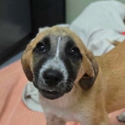 nunya4evayo's profile picture. This account exists to call out all the illegal things both the superintendent and the BoE say and do ALL the time.