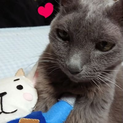 ぷりぺら2ごうさんのプロフィール画像