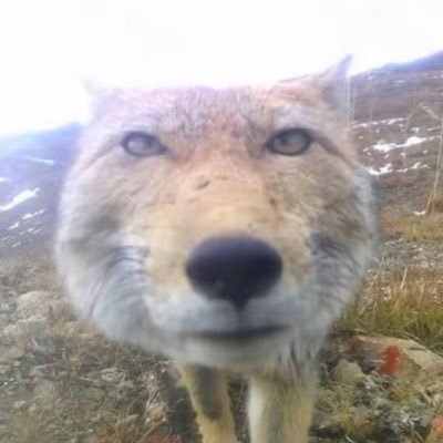BanderOnX's profile picture. #CPP26