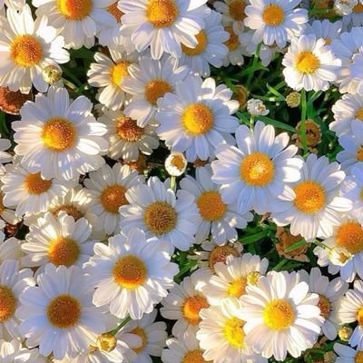 ian_rahm's profile picture. ye