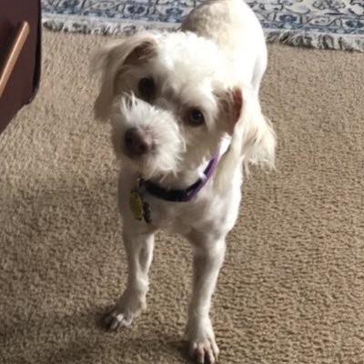 Obi_Wan_Kirk's profile picture. 