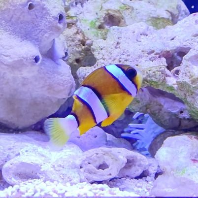 codemarin_'s profile picture. #TOBIRAPOLIS　1-Δ