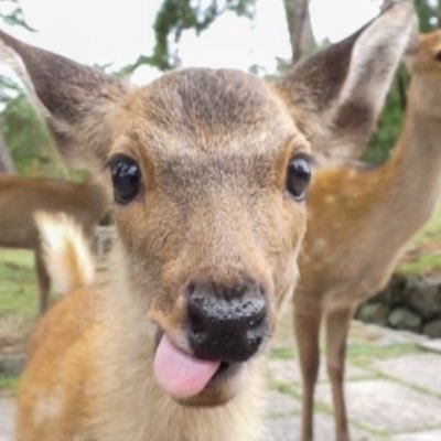 wildhorsses's profile picture. this is how we can inject socialism into abc’s hit procedural 9-1-1 (TV)