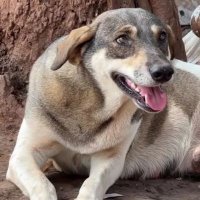 clara and dogs (@kennethnyo5561) 's Twitter Profile