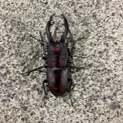 noodleTeiMnkc's profile picture. 大学院生（D1）