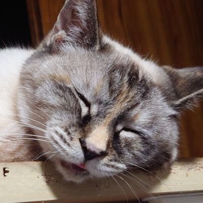 desuzagi's profile picture. 安井夏鈴 小壺ミユウ
#一日一夏鈴
#unraffine
#小壺ミユウ
#月木は愛実
#水金の柚