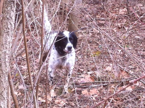Bird hunting, English setters, Purdue Grad and Fan, Forestry, Basketball